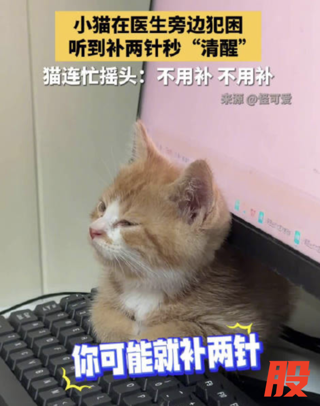 小猫听到补两针瞬间清醒 猫连忙摇头拒绝